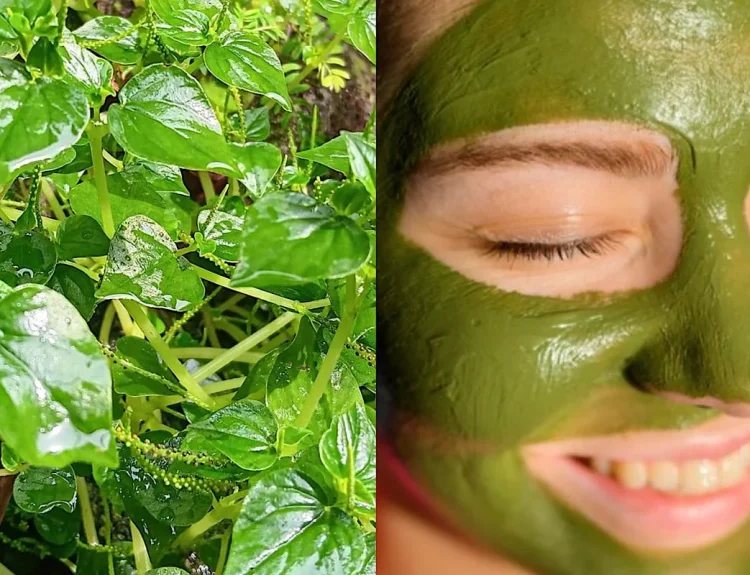 manfaat daun sirih untuk wajah