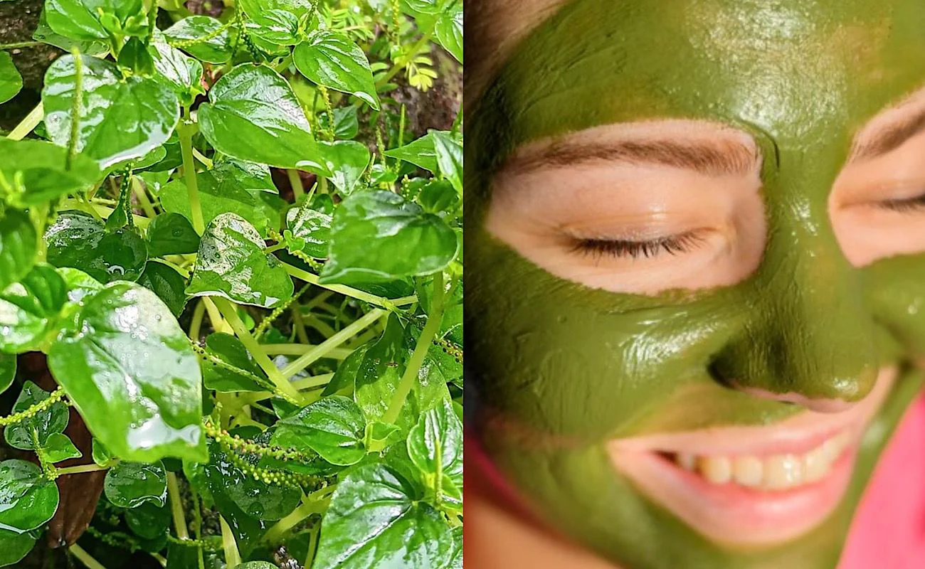 manfaat daun sirih untuk wajah