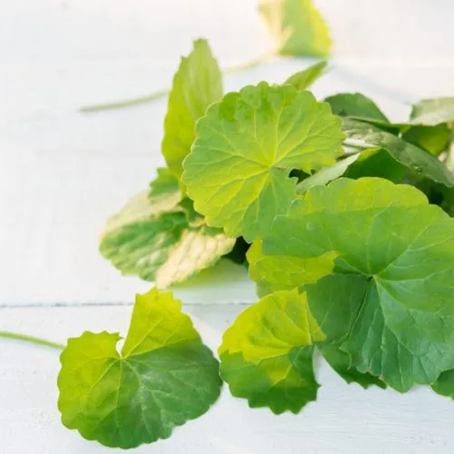 manfaat masker centella asiatica