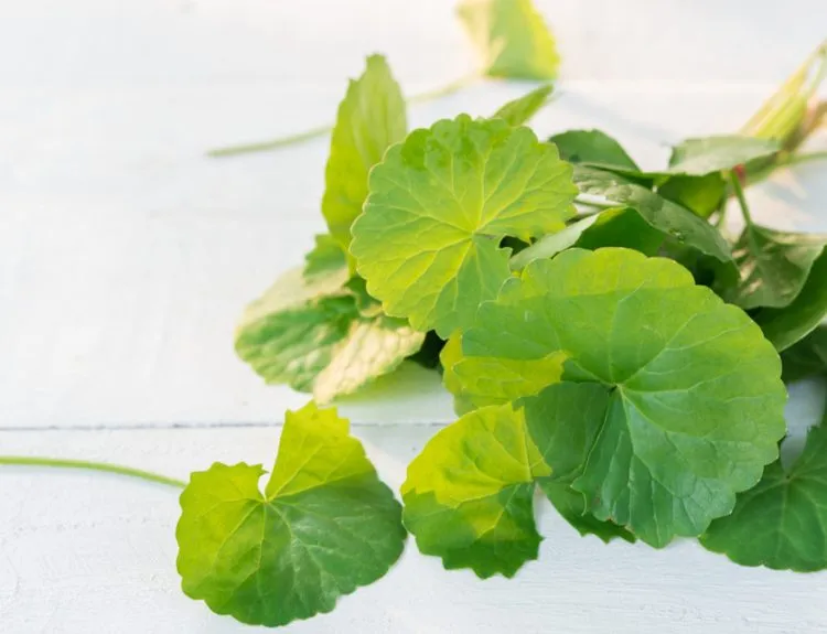 manfaat masker centella asiatica