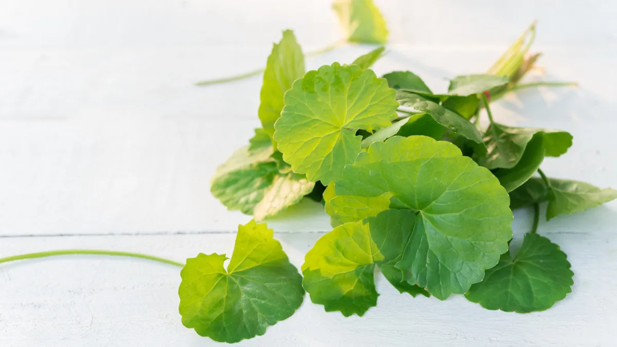 manfaat masker centella asiatica