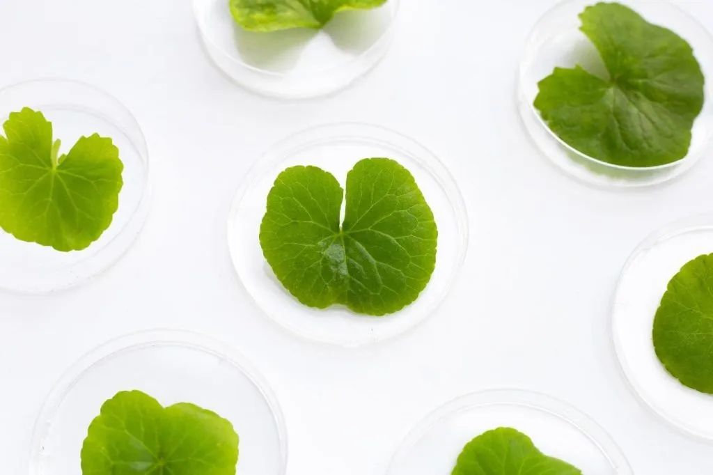 manfaat masker centella asiatica