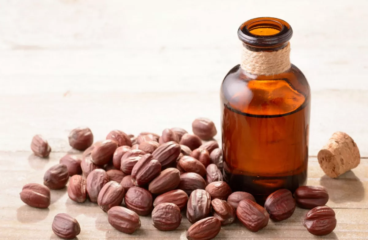 minyak jojoba terbuat dari apa