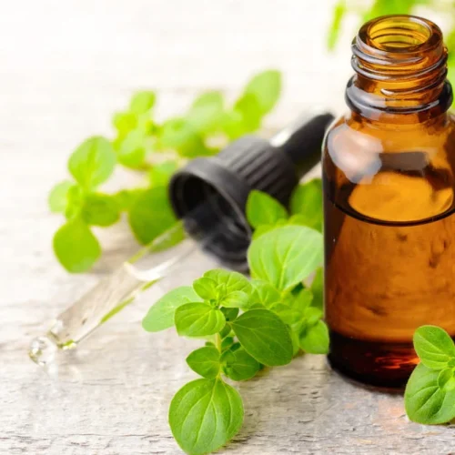 minyak oregano