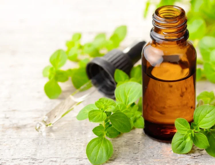minyak oregano