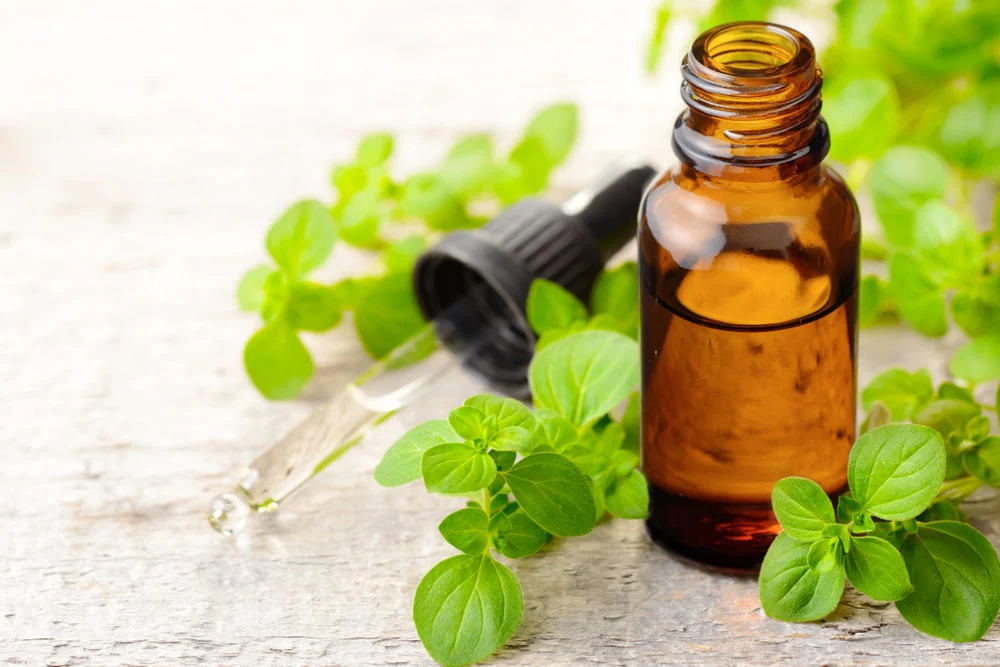 minyak oregano
