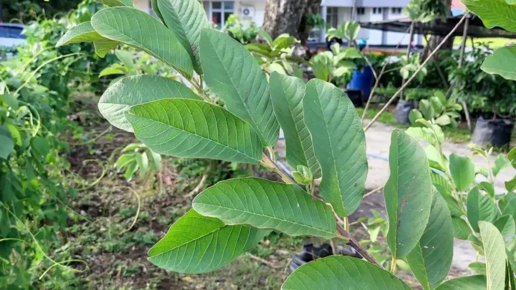 skincare alami daun jambu biji
