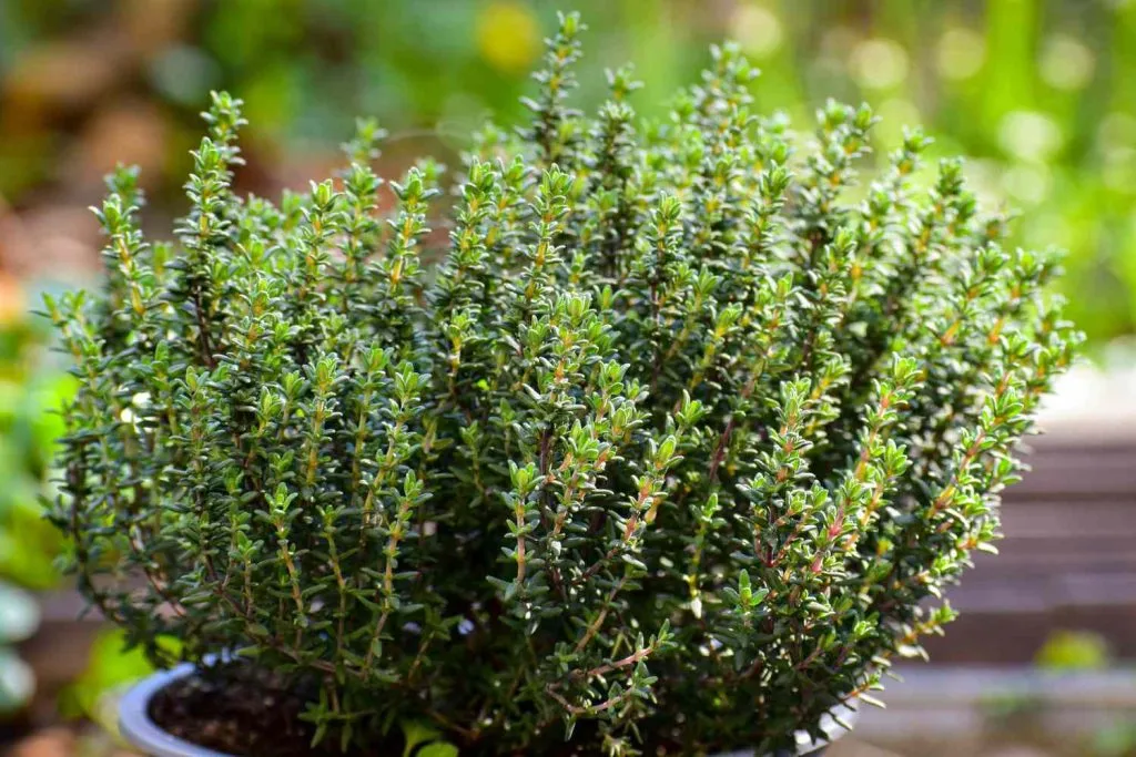 tanaman thyme