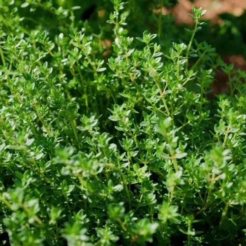 tanaman thyme