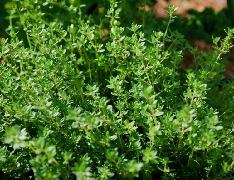 tanaman thyme