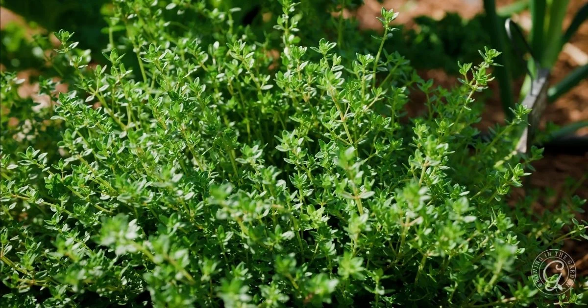 tanaman thyme