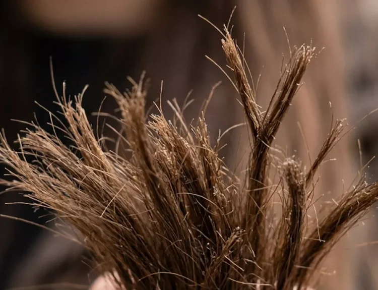 apa penyebab rambut bercabang