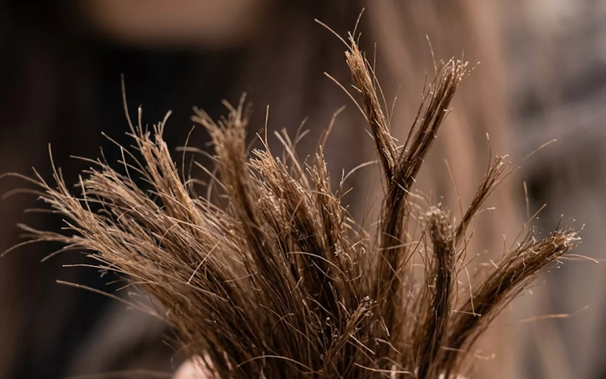 apa penyebab rambut bercabang