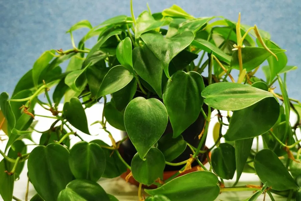 heartleaf