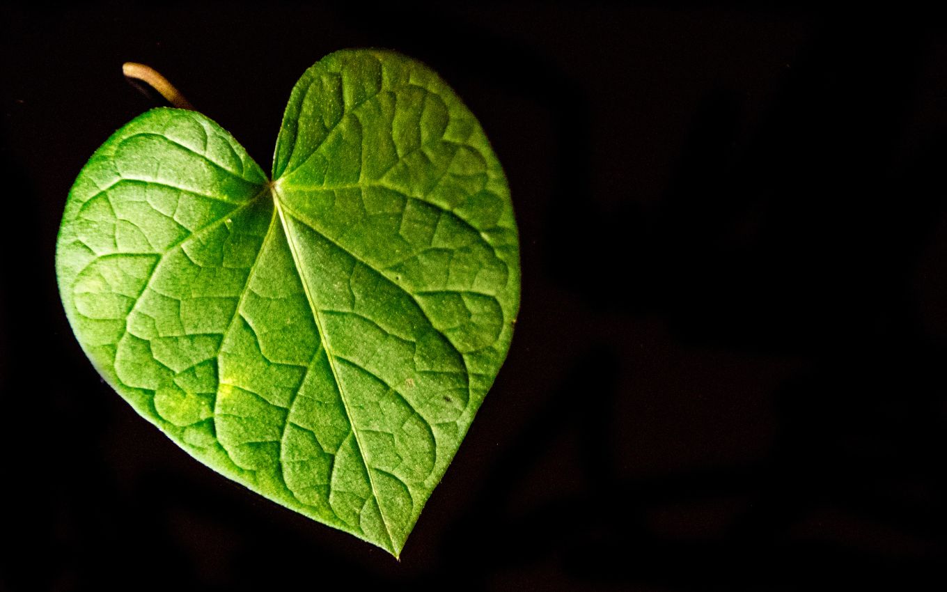 heartleaf