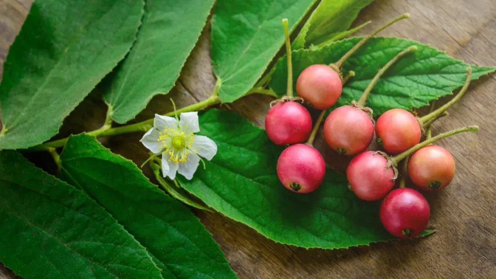 kandungan buah ceri