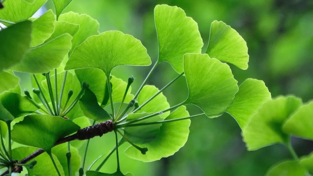 khasiat ginkgo biloba