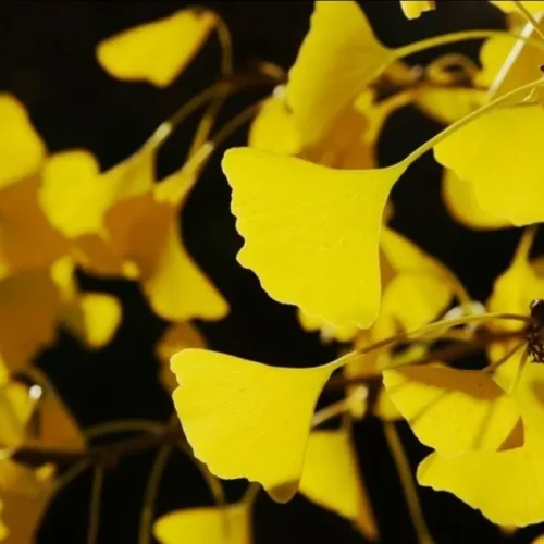 khasiat ginkgo biloba
