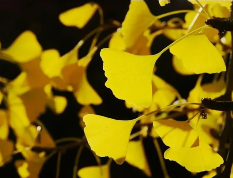 khasiat ginkgo biloba