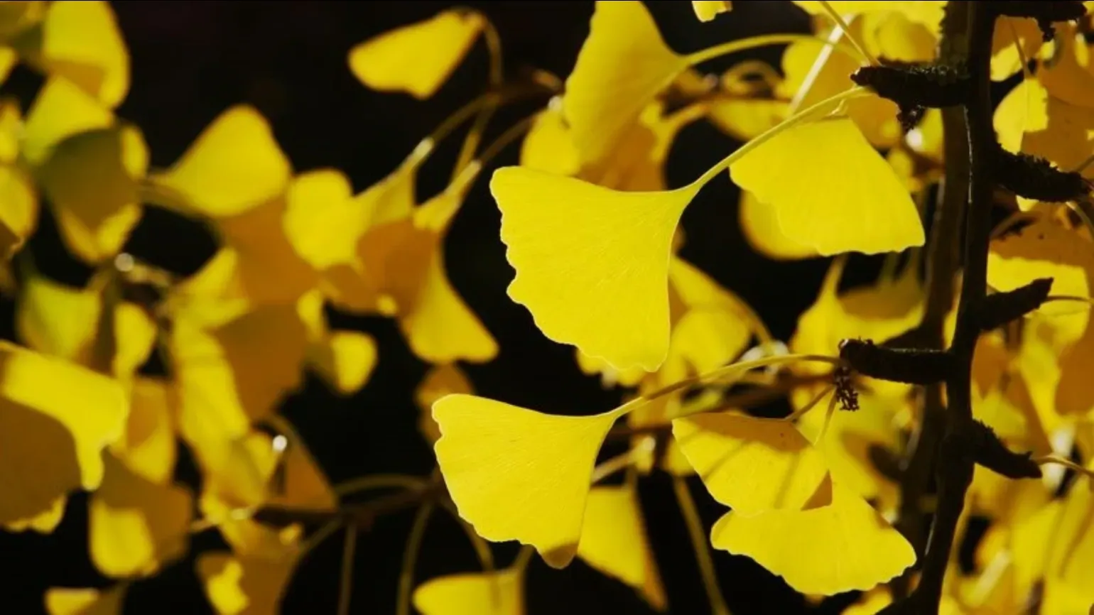 khasiat ginkgo biloba