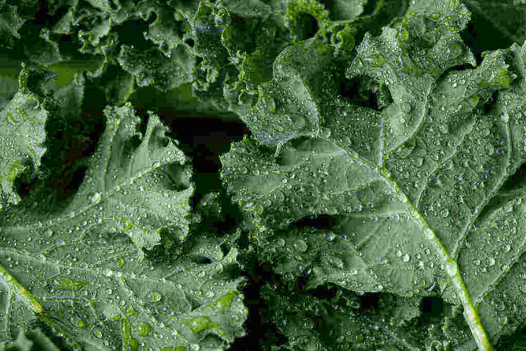 manfaat daun kale