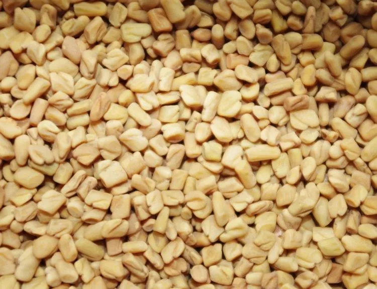 manfaat fenugreek