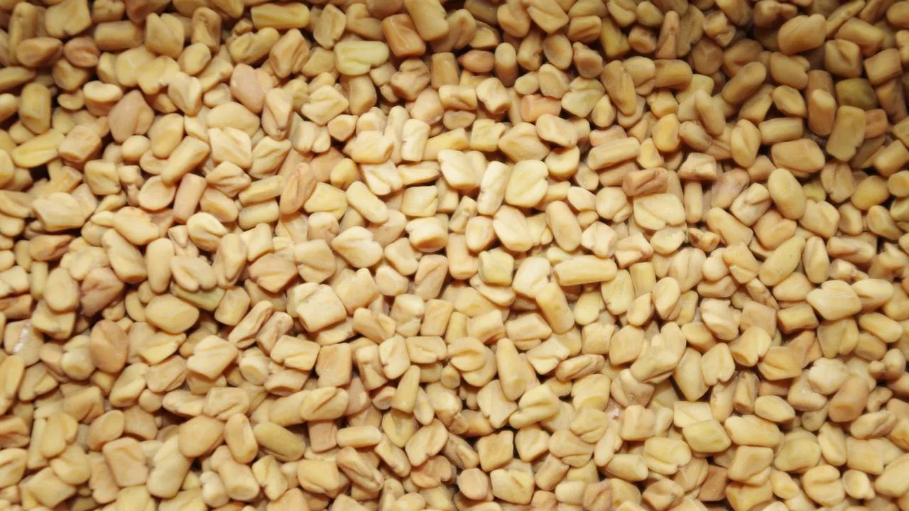 manfaat fenugreek
