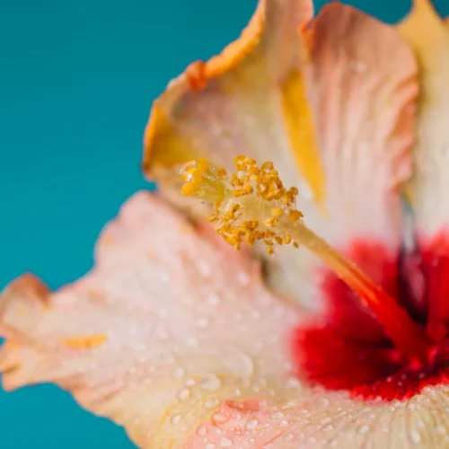 manfaat hibiscus