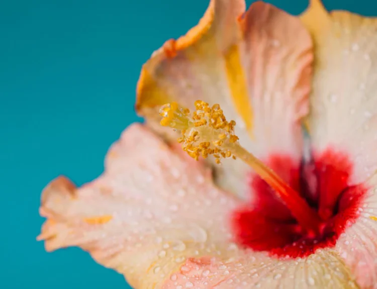 manfaat hibiscus