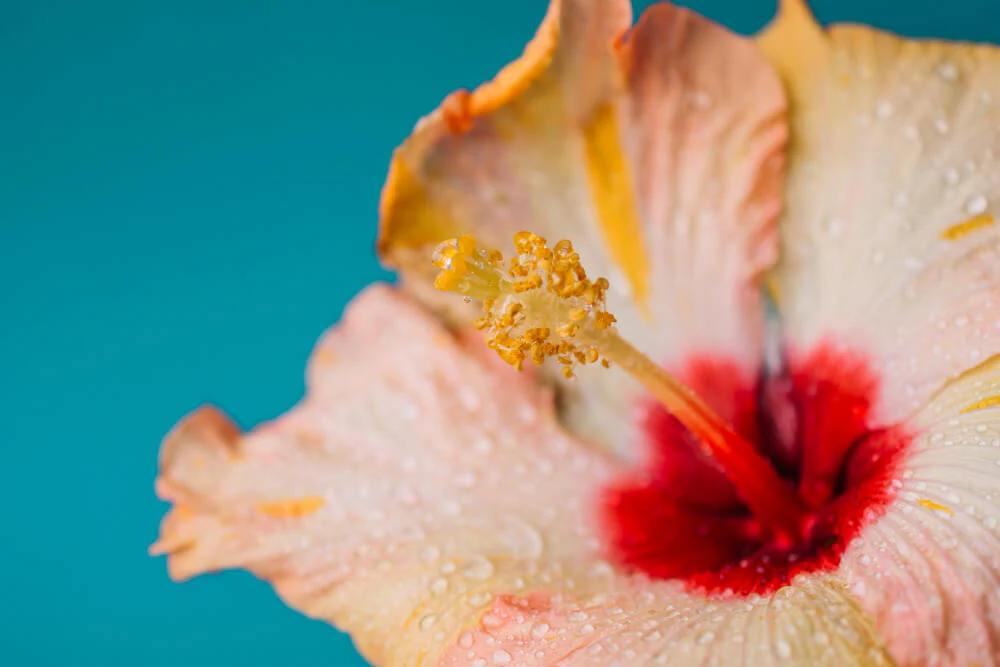 manfaat hibiscus