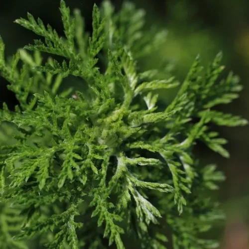 manfaat mugwort untuk wajah