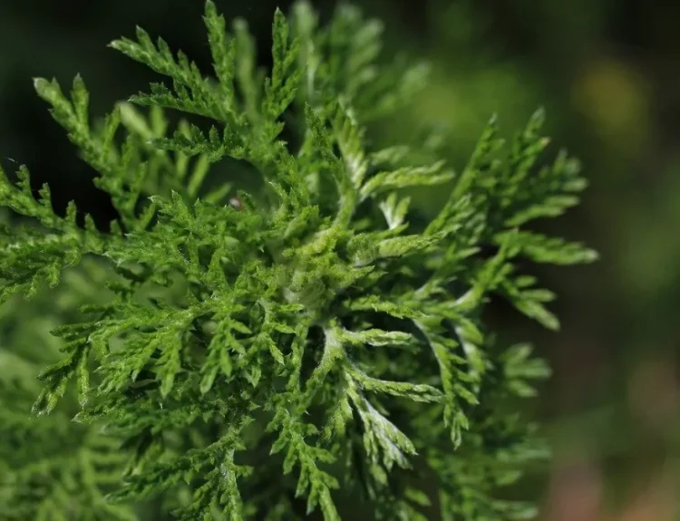 manfaat mugwort untuk wajah