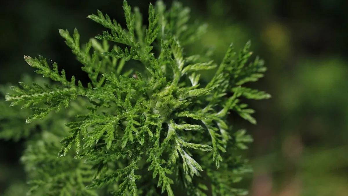 Rahasia Kulit Cerah dan Tenang dari Mugwort yang Bikin Kamu Penasaran Banget