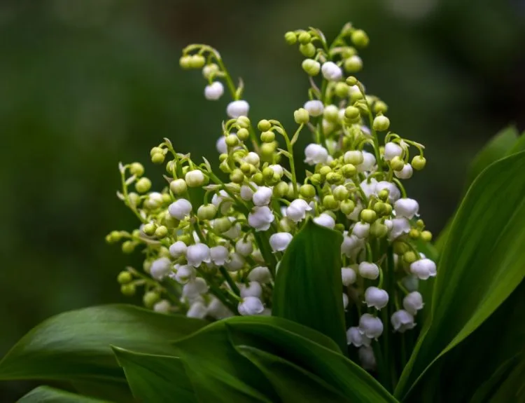 bunga lily of the valley
