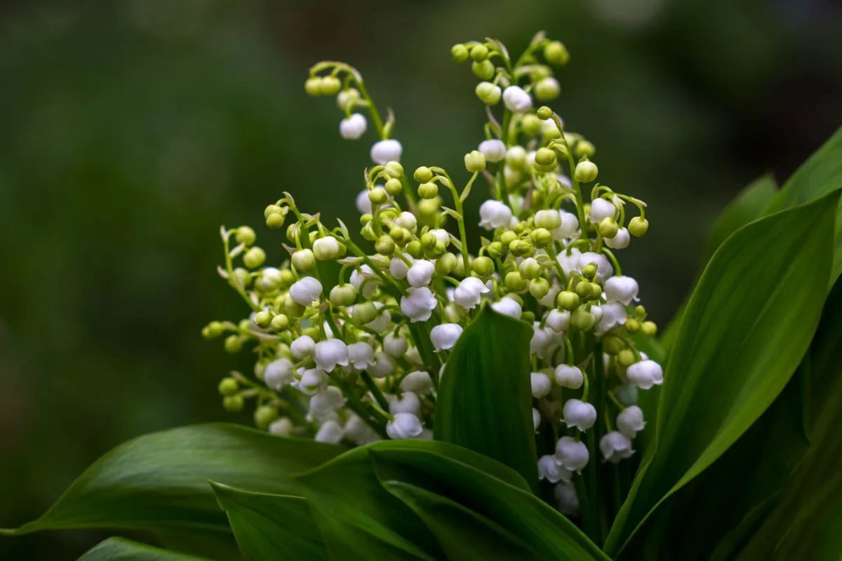 bunga lily of the valley