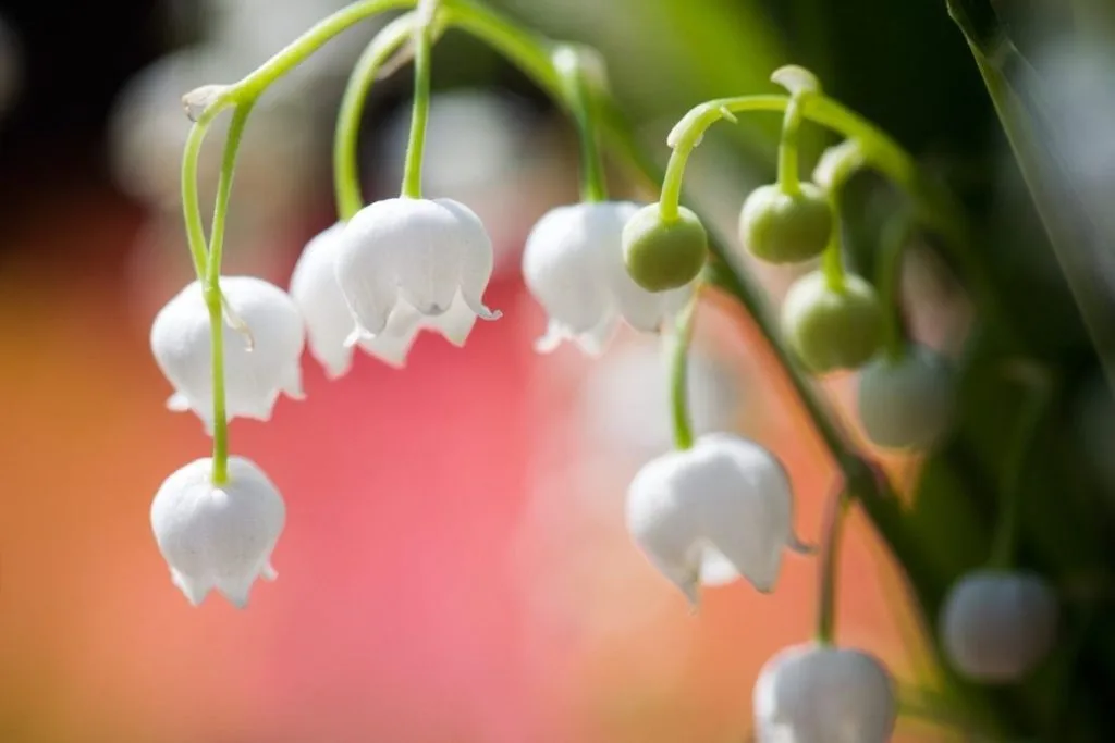 bunga lily of the valley