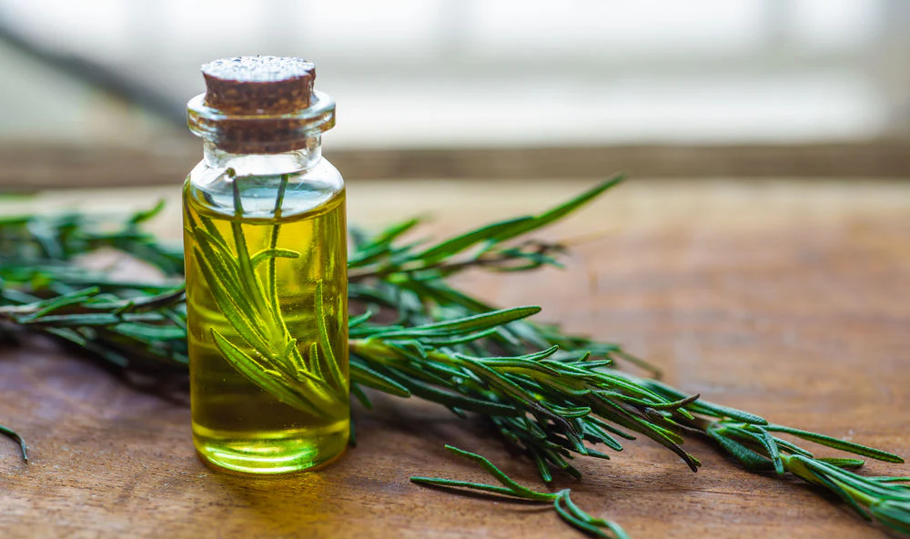 manfaat rosemary untuk rambut