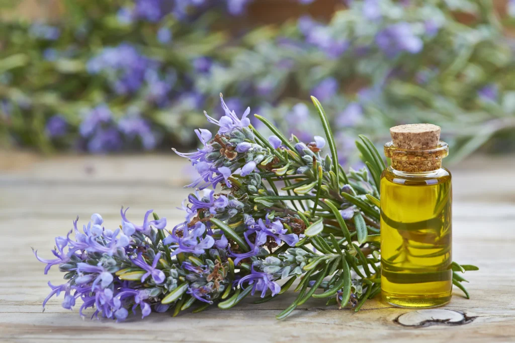 manfaat rosemary untuk rambut