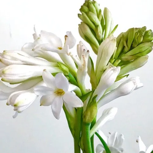 tuberose adalah