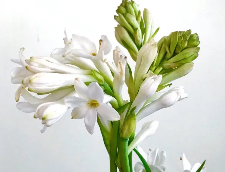 tuberose adalah