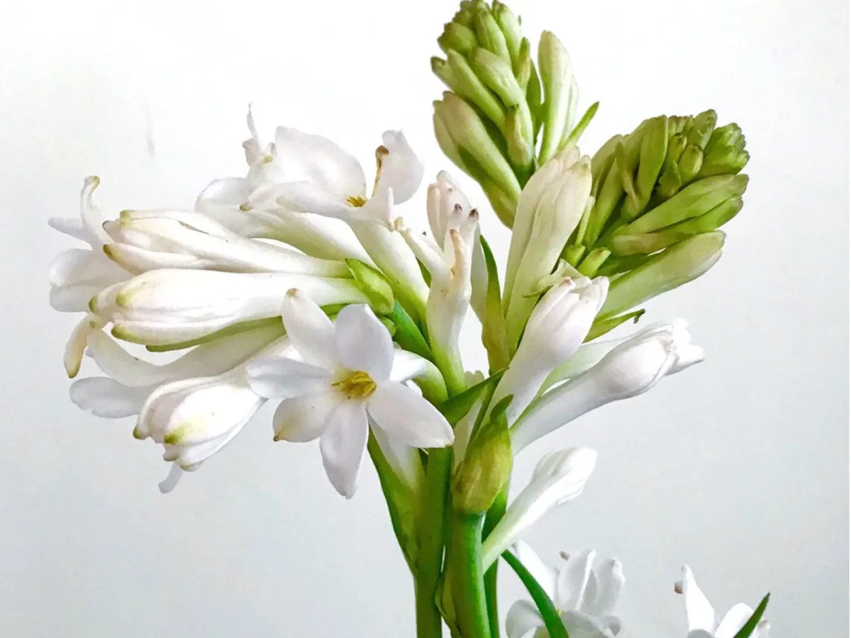 tuberose adalah