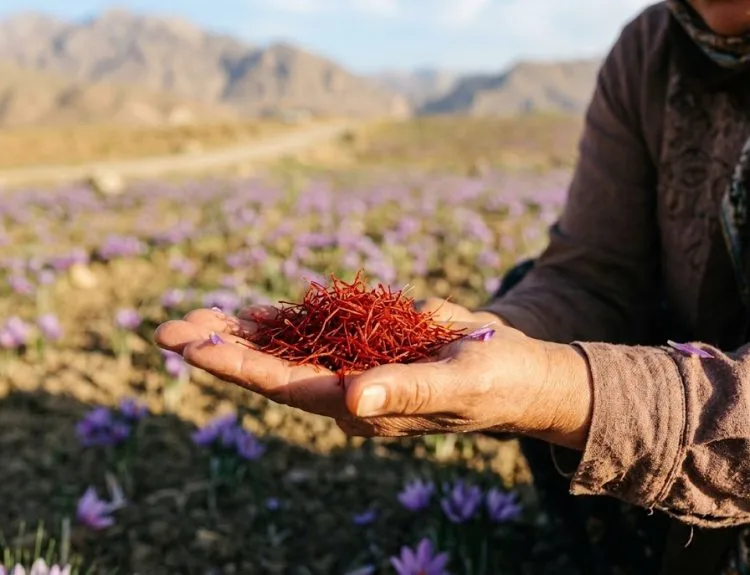 saffron adalah